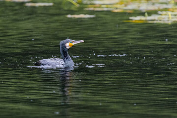 The great cormorant, Phalacrocorax carbo, known as the great black cormorant