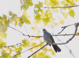 Grey Catbird in a deciduous tree in Pelee National Park Ontario during spring songbird migration