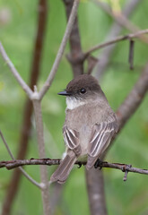 bird, animal, wildlife, habitat