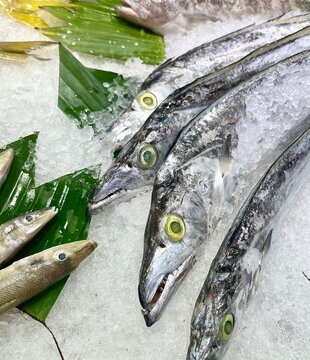 Silver scabbardfish or cutlass fish heads in fishmonger cold ice counter display isolated on vertical ratio background with green leaves and fish meat background.