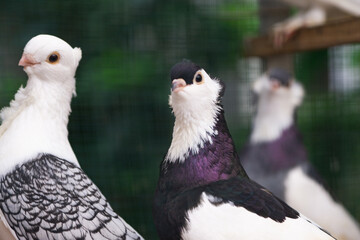 Close up of Black and White Pigeon with Unique Feather Pattern, Bird Photography