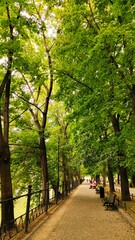 Fototapeta premium Public Park with Tall Trees Nature Landscape and Benches