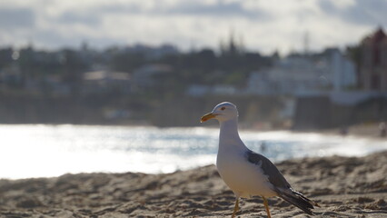 Möve an der Algarve