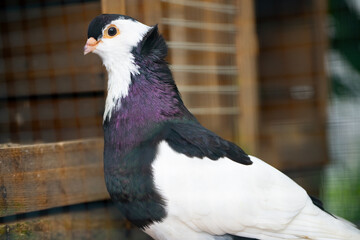 Close up of Black and White Pigeon with Unique Feather Pattern, Bird Photography
