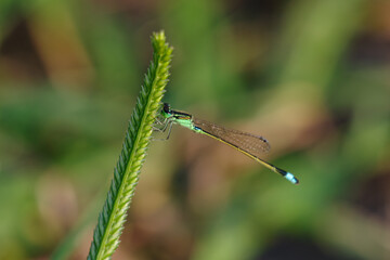 羽を伸ばしてます