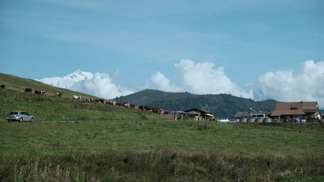 herd of cattle with cow bells at a farm in the french alps with Mont Blanc and other mountains in the back ground.
