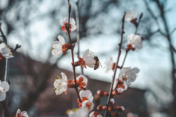 The first spring gentle leaves, buds and branches macro background