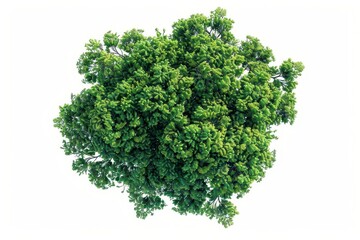 Obraz premium isolated green tree top view on white background nature plant cutout digital illustration