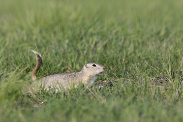 A short-tailed ground squirrel (Urocitellus beldingi) on the lookout in a field of tall green grass.