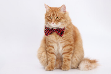 Orange cat wearing a red and black bow tie, sitting, looking forward, white background, indoor studio shot. Cat with a red butterfly on its neck on a light background. Mother's Day, March 8