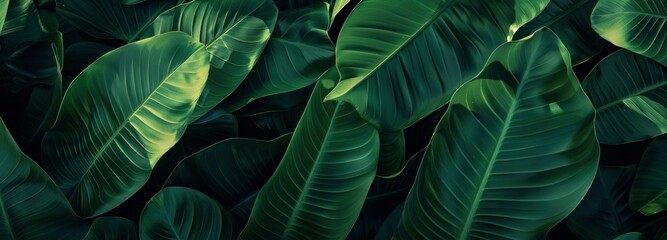 Green leaves and sunlight in nature, close up view of lush foliage on dark background