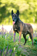 several malinois dogs in the forest
