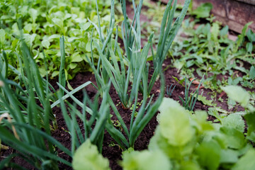 The garden showcases a wide variety of plants such as colorful flowers and leafy vegetables, adding to the beauty of the environment. It includes both terrestrial and flowering plants