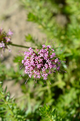 Caucasian crosswort flower