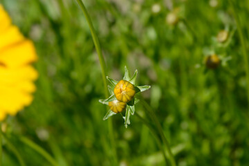 Star tickseed flower buds