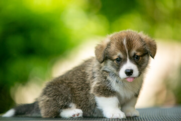 cute corgi puppy