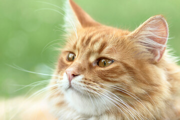 Close-up of a cat's face in profile. Ideal for pet-related projects, nature themes, or animal photography. cat against a natural background. Ginger Cat sits and looks away