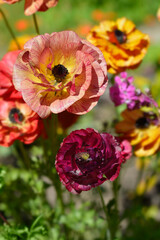 Obraz premium Persian Buttercup flowers