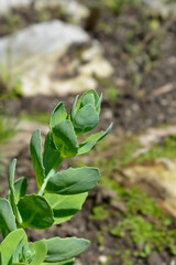 Stonecrop Lisa leaves