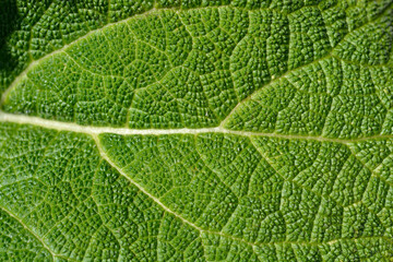 Clary sage Vatican Pink leaf detail