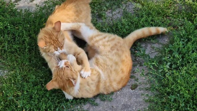 Two frisky orange kittens fight outdoor in the yard. Funny and playful ginger cats punching as play together