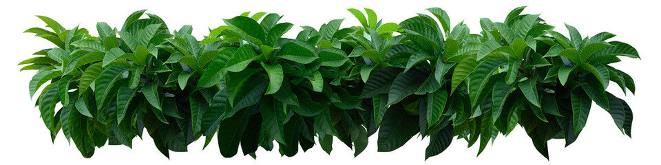 Plant leaves Green nature Tropical forest isolated on transparent background - png	