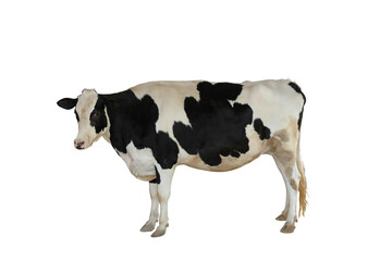 Cow isolated on transparent background png file