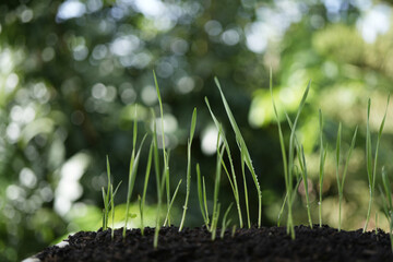 Wheat sprout growing macro closeup with water drop dew