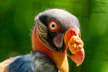 colorful exotic bird in the summer in berlin zoo in germany