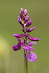 Orchis mâle (Orchis mascula)
Orchis mascula in flower
