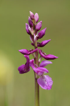 Orchis m&acirc;le (Orchis mascula)
Orchis mascula in flower
