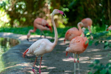 red pink flamingo in summer enjoying the good weather in the zoo