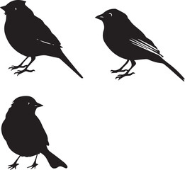 Obraz premium silhouettes of birds