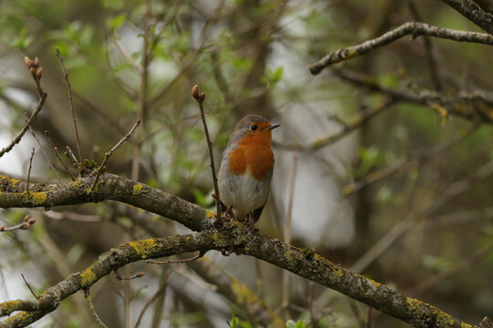 Rougegorge familier (Erithacus rubecula)
Erithacus rubecula in its natural element
