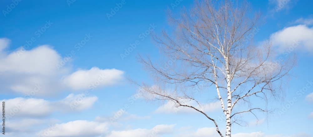 Poster A tall birch tree without leaves stands prominently in contrast against a backdrop of a clear blue sky with scattered white clouds. with copy space image. Place for adding text or design