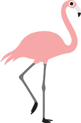 flamingo  illustration on white background  