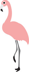 flamingo  illustration on white background  