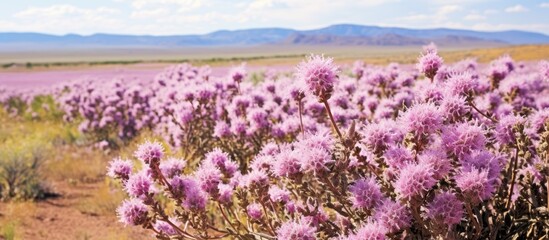 Obraz premium Lavender blooms scattered across a field with majestic mountains in the far background. with copy space image. Place for adding text or design