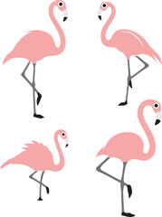 flamingo  illustration on white background  