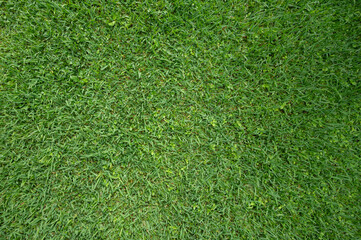 Texture of green wet grass background