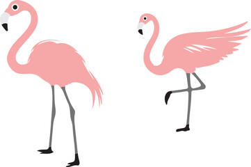 flamingo  illustration on white background  