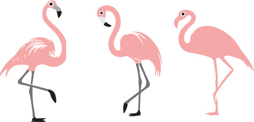 flamingo  illustration on white background  