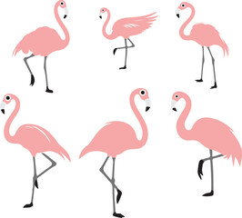 pink flamingo isolated on white 