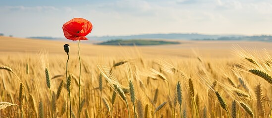 Vivid red poppy standing out in the midst of a golden wheat field under the summer sky. with copy space image. Place for adding text or design