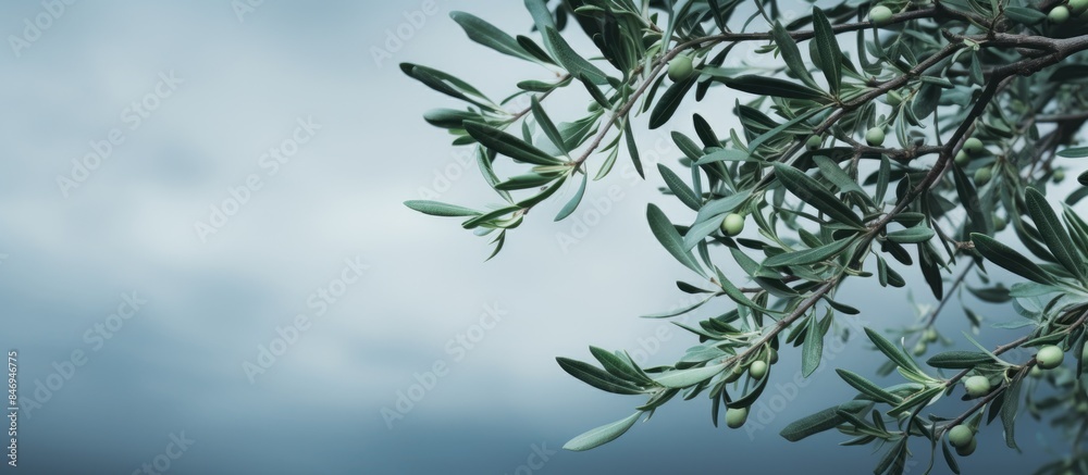 Aufkleber Branches of an olive tree adorned with vibrant green leaves captured on a cloudy day. with copy space image. Place for adding text or design