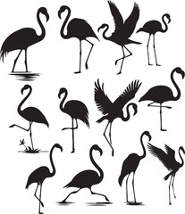 flamingo  illustration on white background  