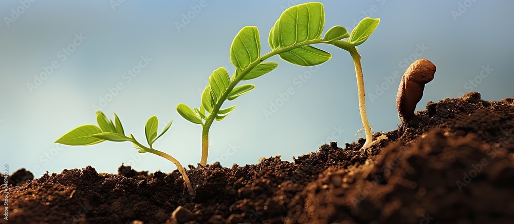 Aufkleber young tamarind sprout shows stages of growth, starting from seed to leafy plant. with copy space ima