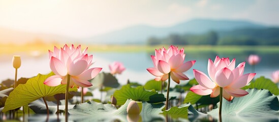 Scenic view of lotus flowers blooming near a peaceful lake with majestic mountains in the background. with copy space image. Place for adding text or design