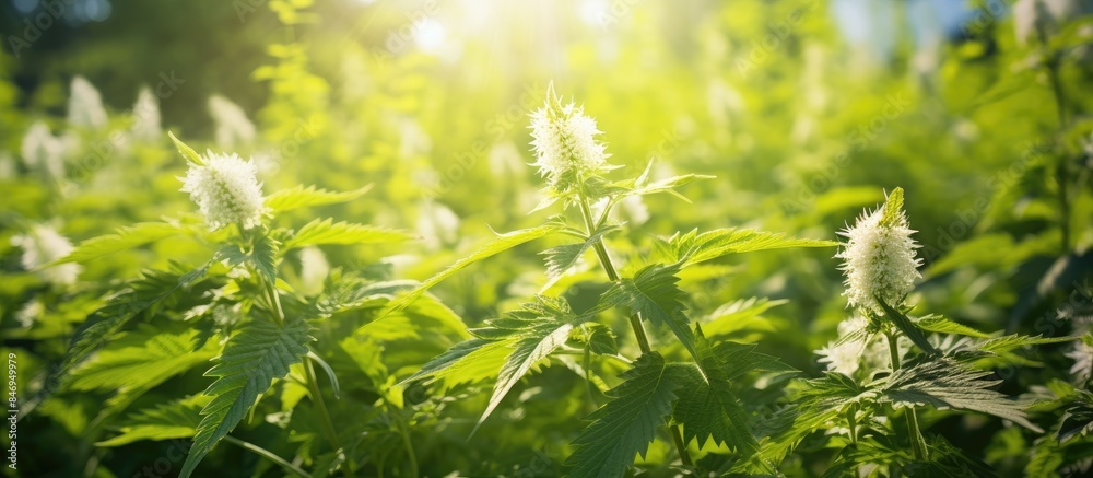 Aufkleber Lush green plants in a field with sunlight filtering through the leaves on a sunny day. with copy space image. Place for adding text or design