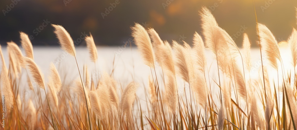 Poster Vegetation by a body of water during sunset with lush tall grasses adding to the tranquil scene. with copy space image. Place for adding text or design